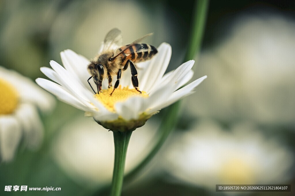 蜜蜂采蜜于白色雏菊间