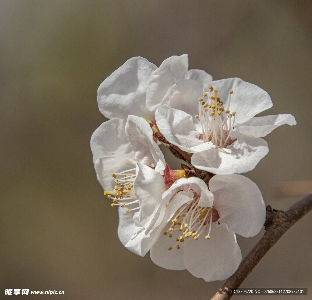 白色杏花特写