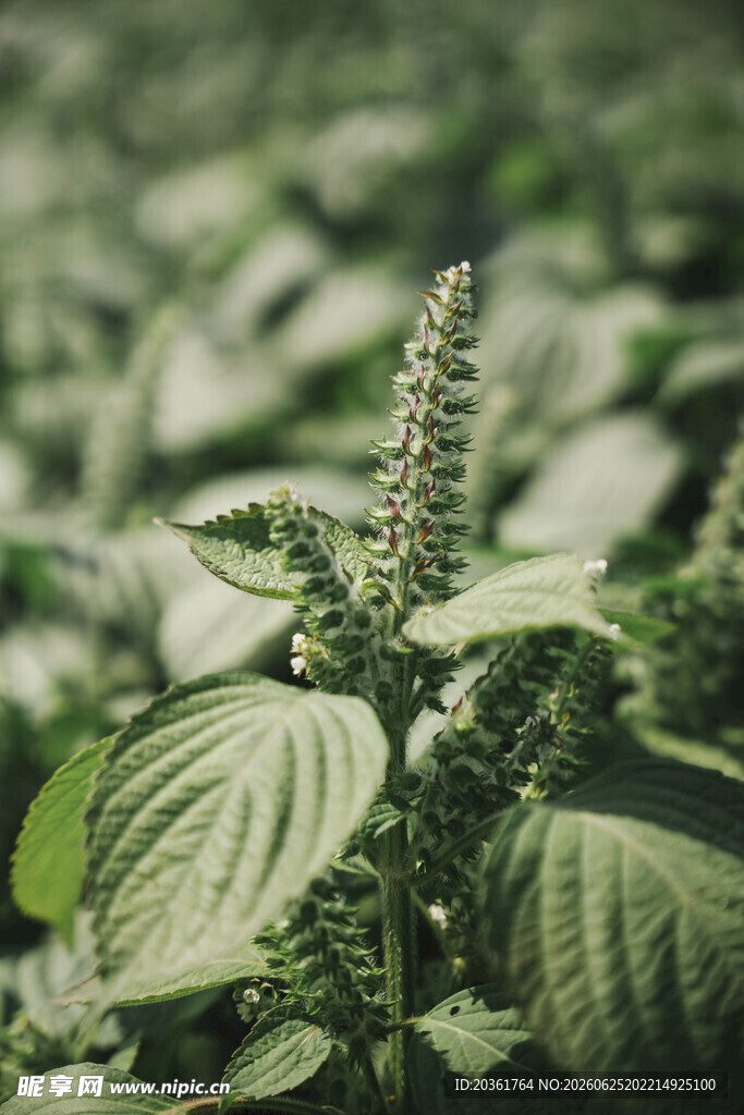 绿叶间的紫苏植株