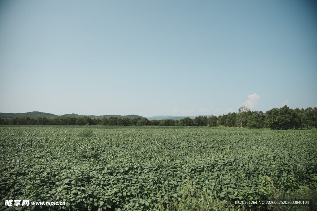 广阔绿意农田风景