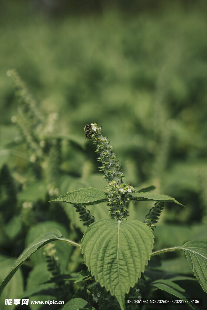 嫩绿紫苏植株特写