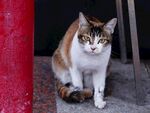 三色猫咪蹲坐于门口