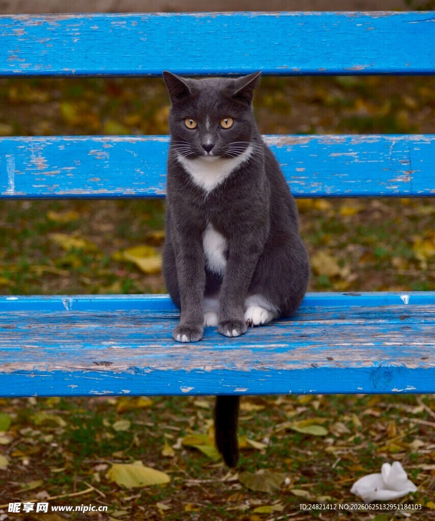 蓝长椅上的可爱猫咪