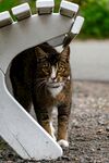 猫咪躲在椅子下张望