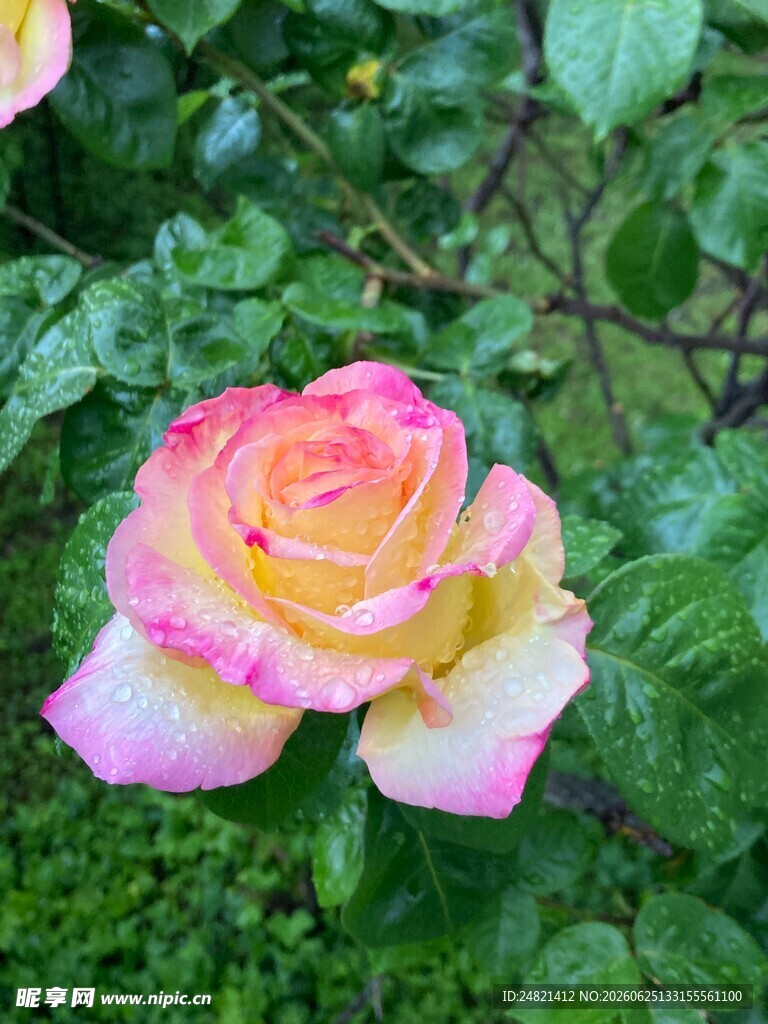 多彩娇艳月季花