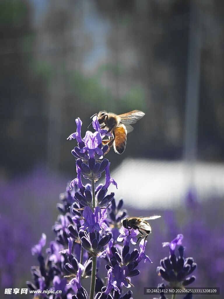 蜜蜂采蜜于紫色花丛中