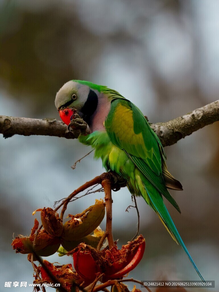 绿鹦鹉栖于枝头进食