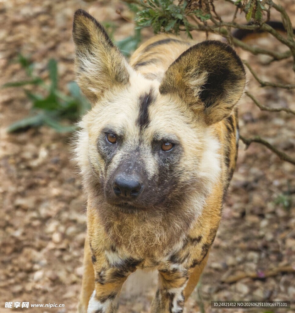 非洲野犬特写