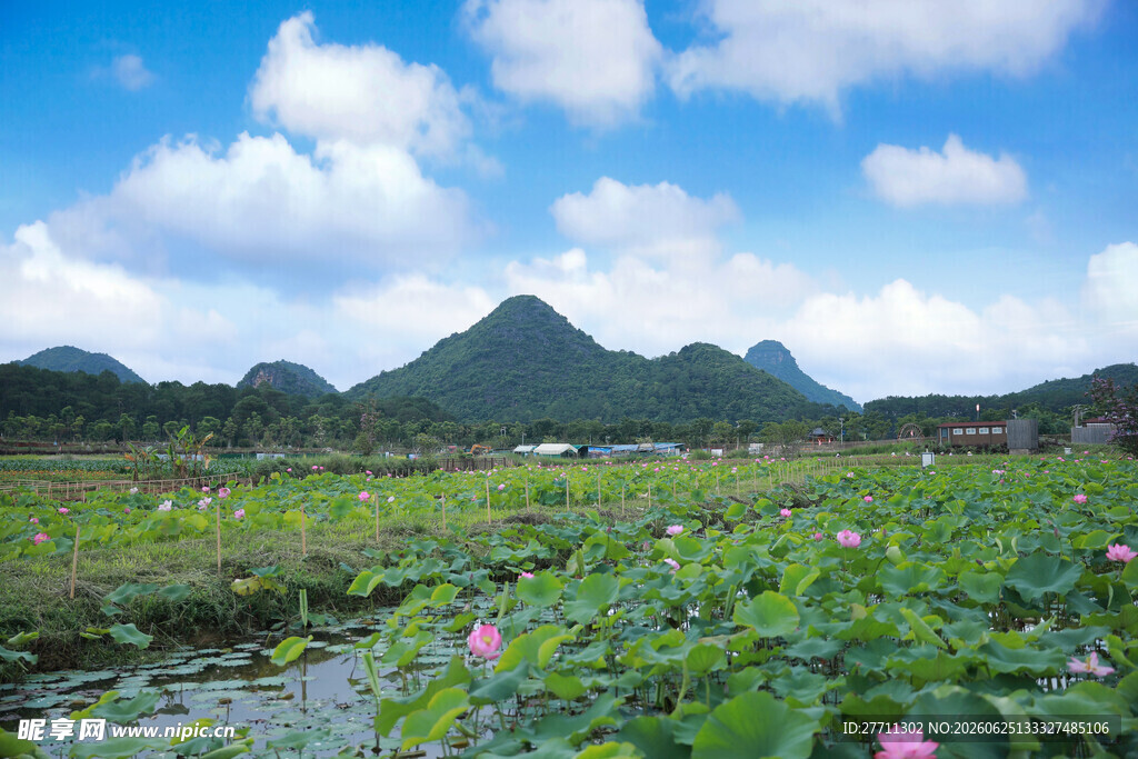 荷花塘