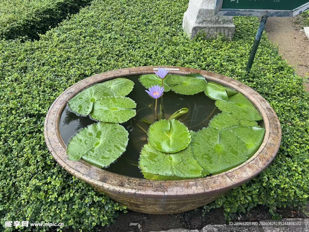 石盆中的翠绿睡莲景观