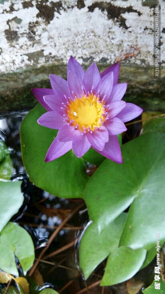 紫色睡莲绽放于绿叶间