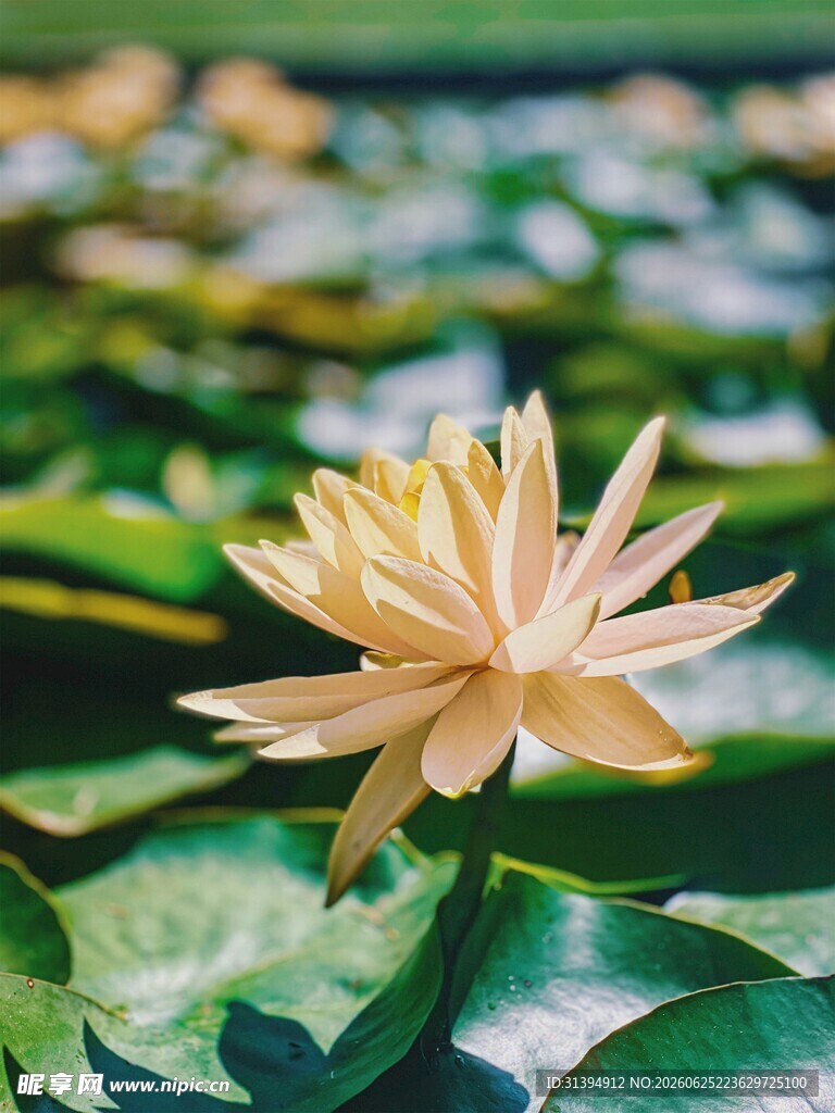 绽放的黄色睡莲
