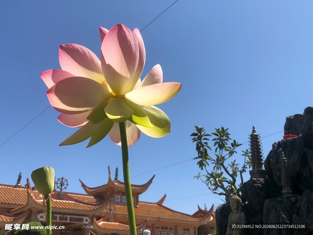 古寺旁绽放的娇艳荷花
