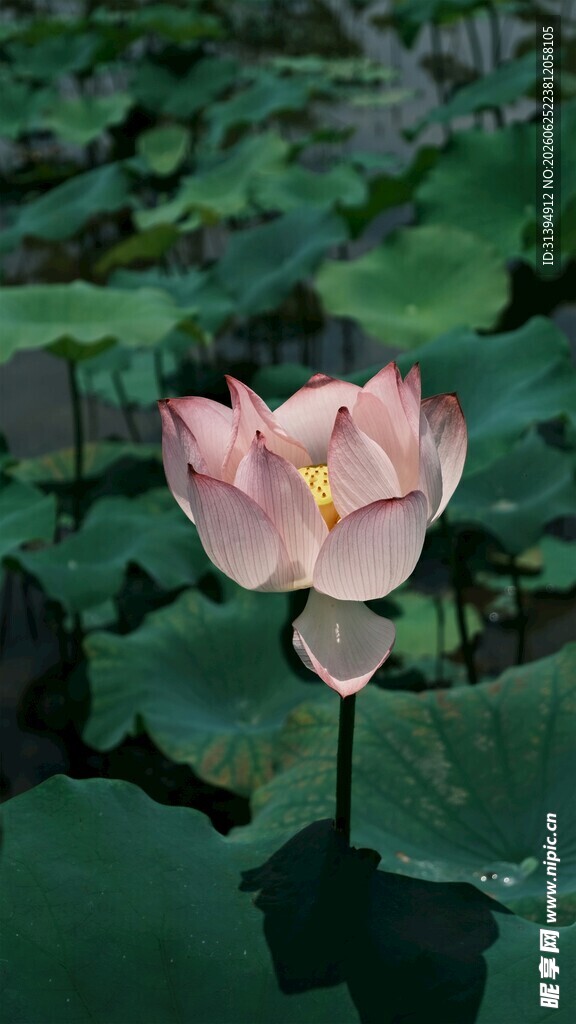 娇艳荷花绽放于绿叶间