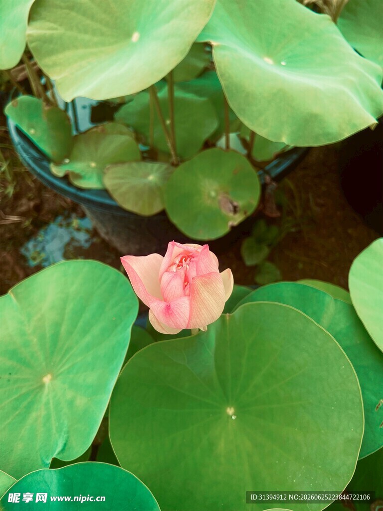 粉色荷花绽放于绿叶间