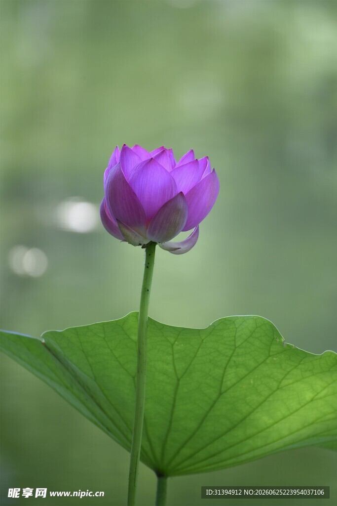绽放的紫色荷花