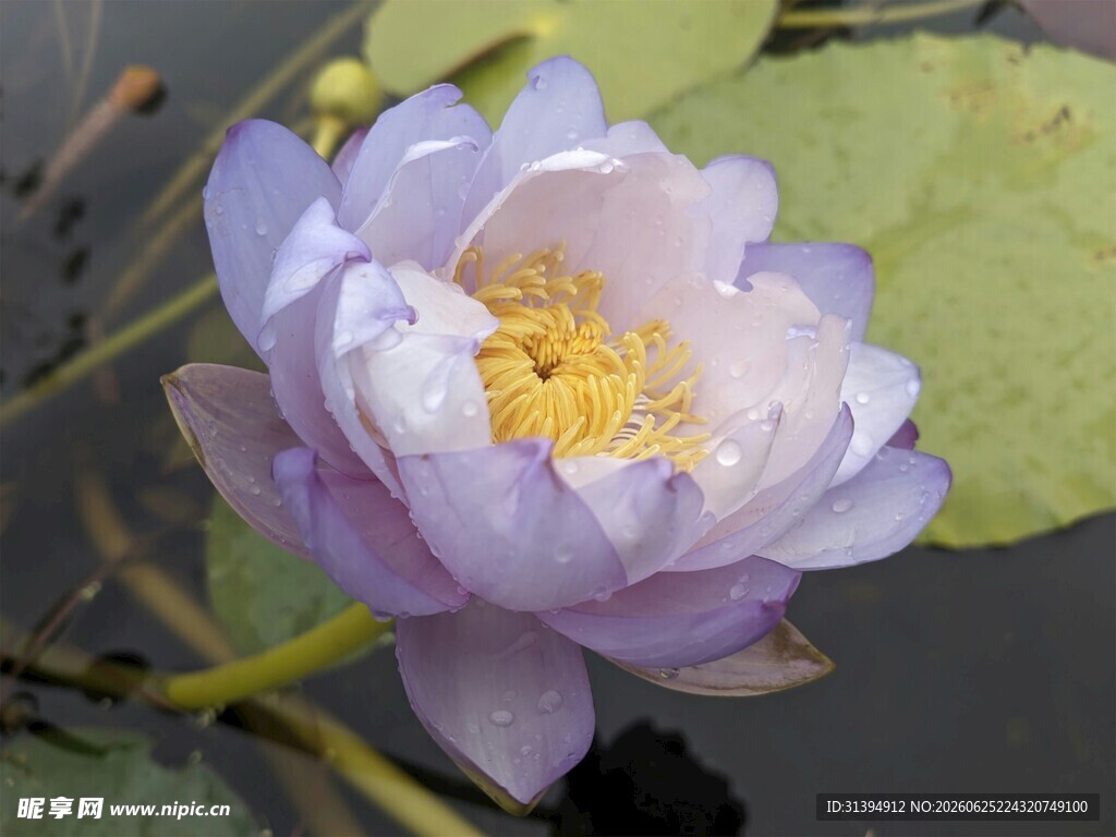 淡紫色睡莲花特写