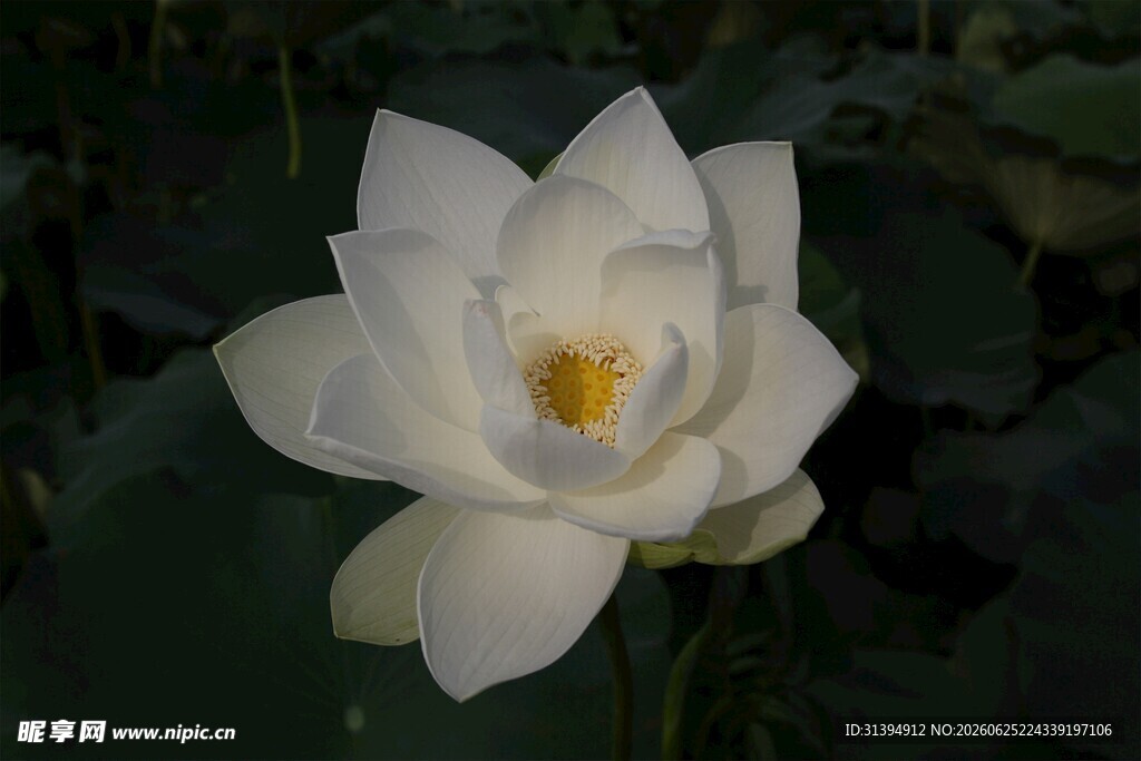 洁白绽放的优雅白莲花