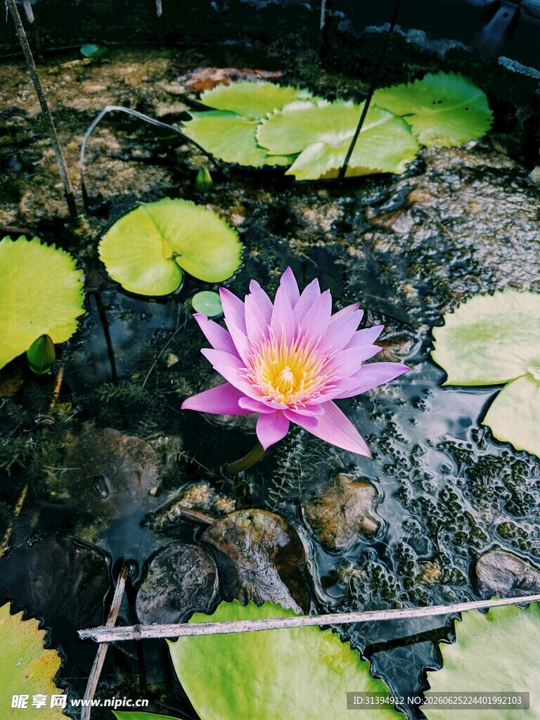 水中绽放的美丽粉色睡莲