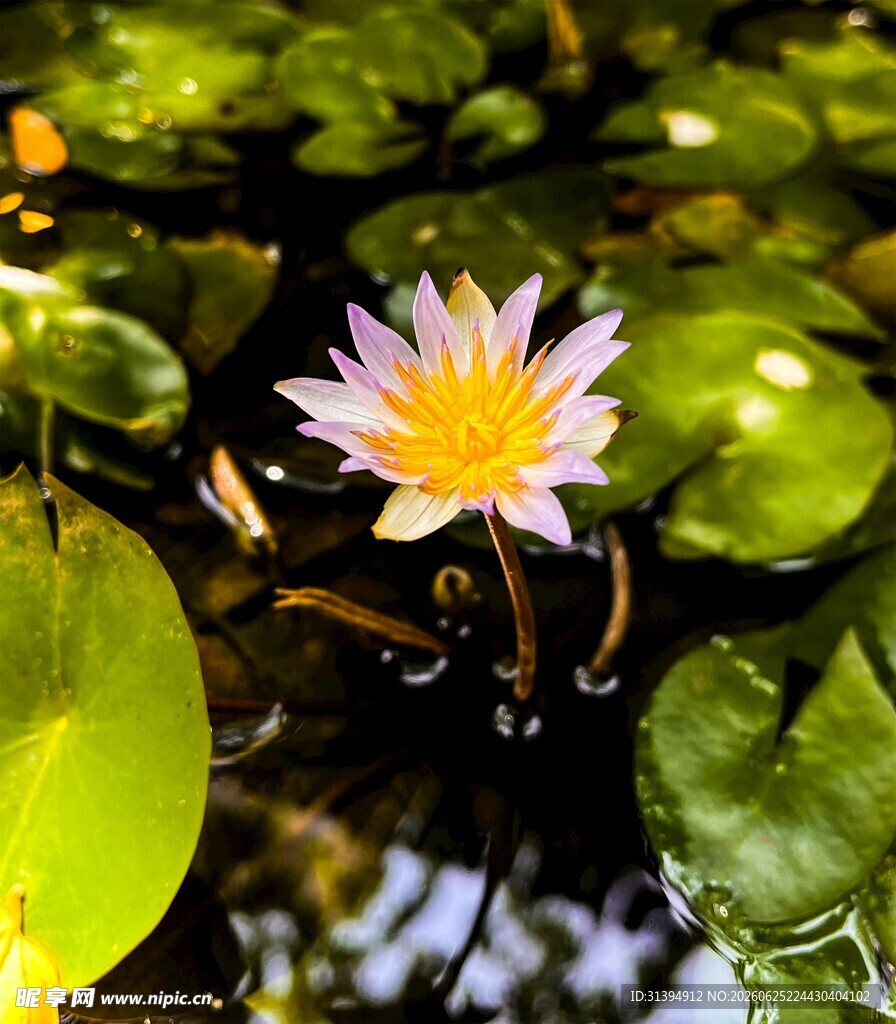 水中绽放的美丽睡莲