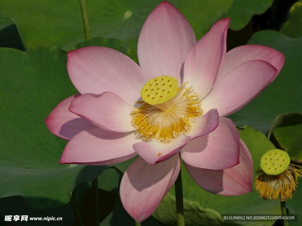 娇艳盛开的粉色荷花