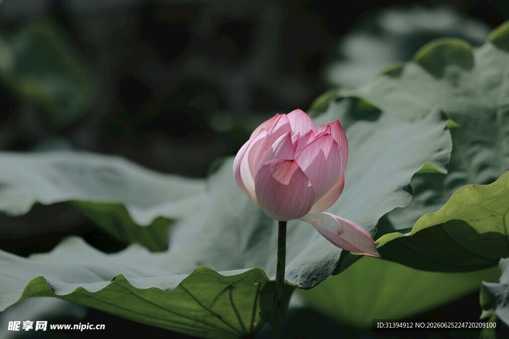 娇艳荷花绽放于绿叶间