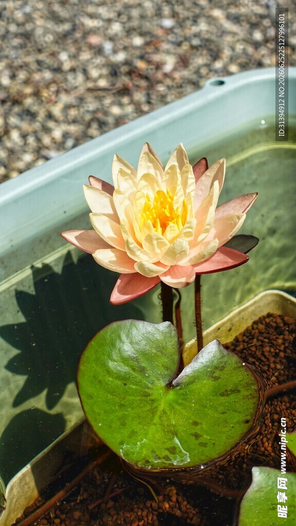 水中绽放的美丽黄色睡莲