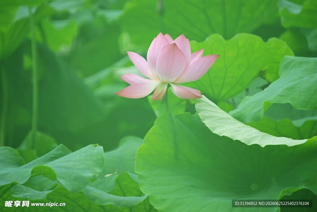 粉色荷花绽放于绿叶间