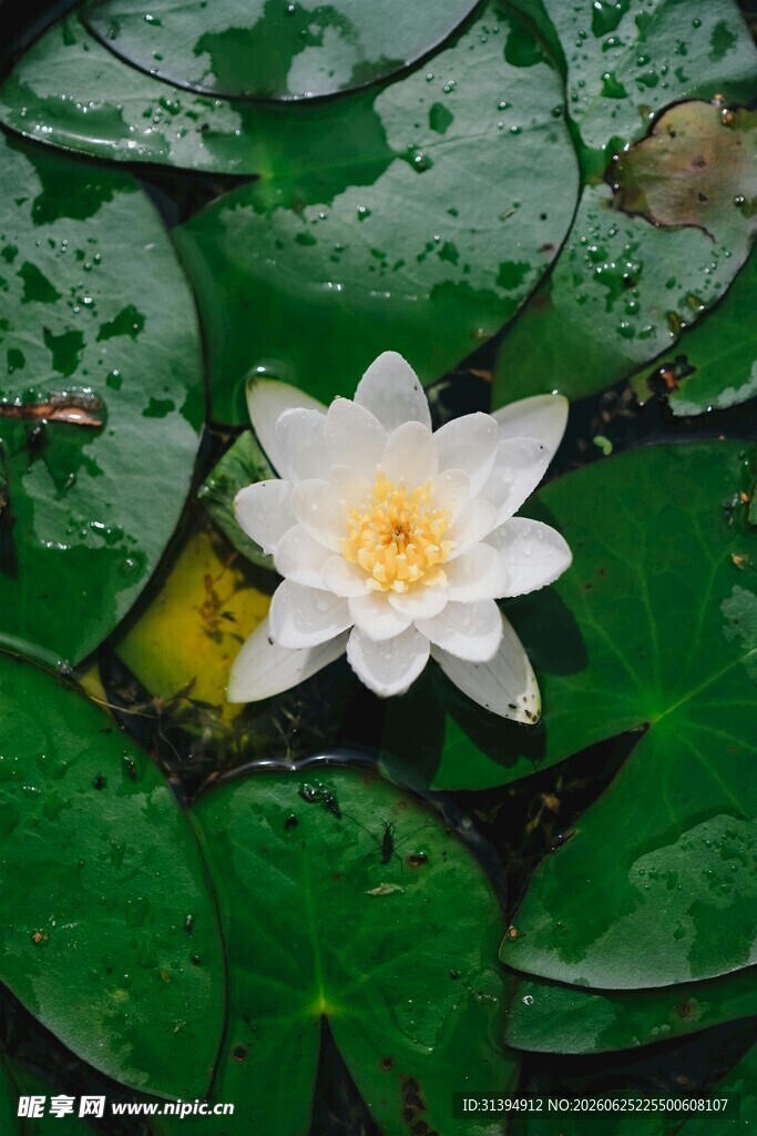 水中白睡莲绽放于绿叶间
