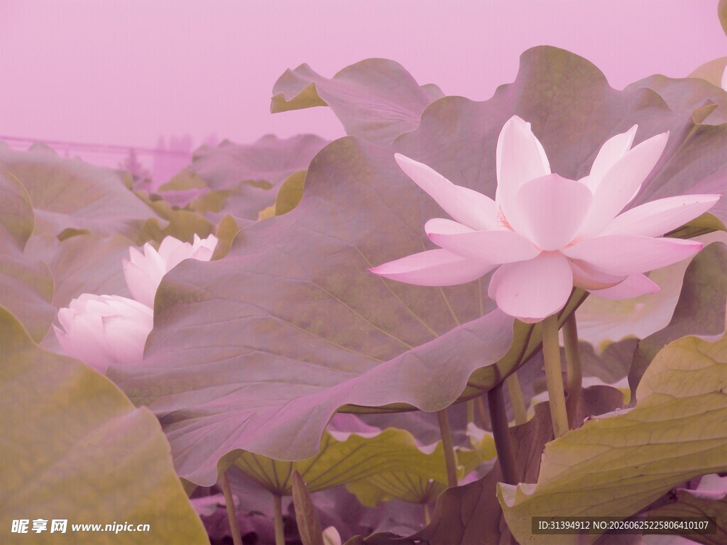 粉色荷花绽放于绿叶间