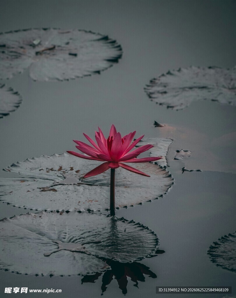 水中独绽的娇艳红睡莲