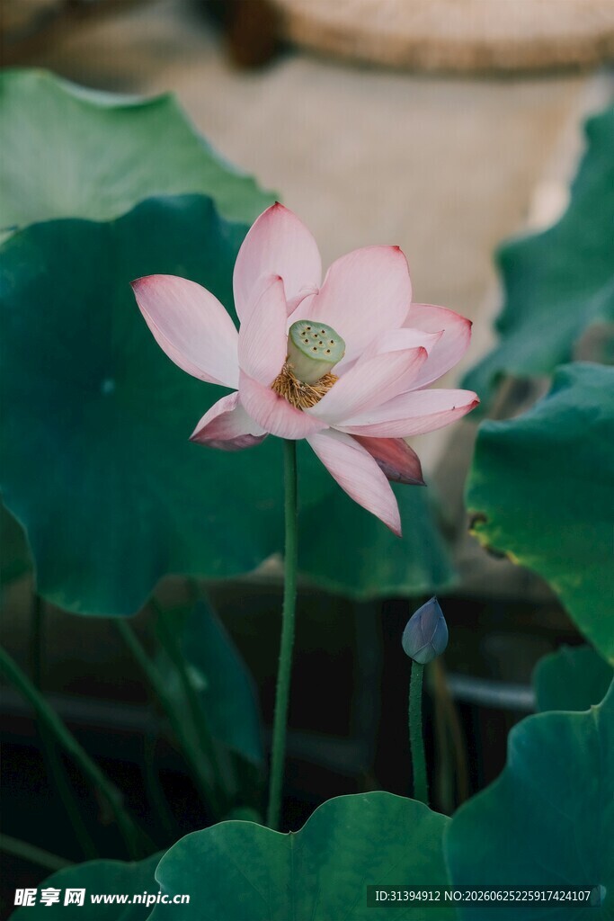 娇艳荷花绽放于绿叶间