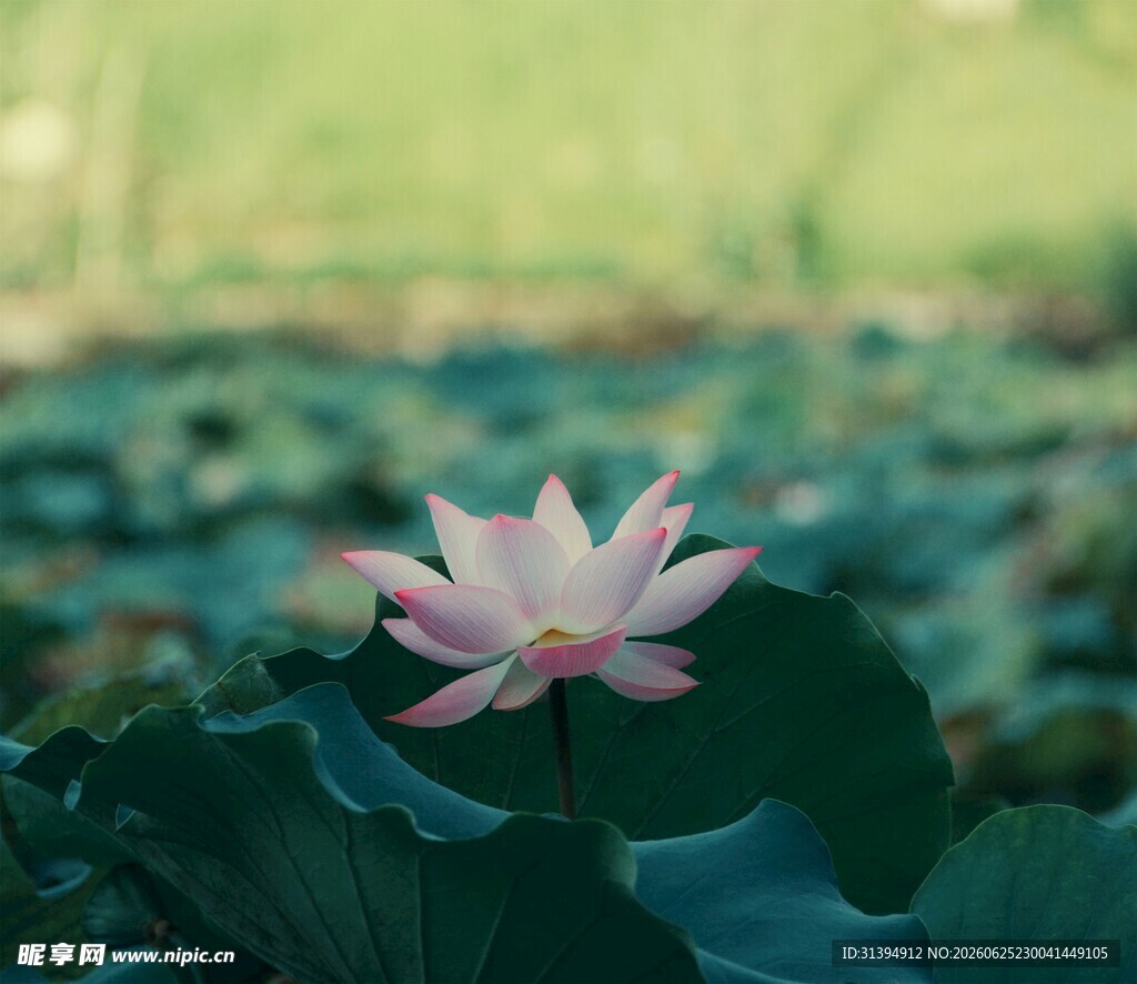 绽放的粉荷
