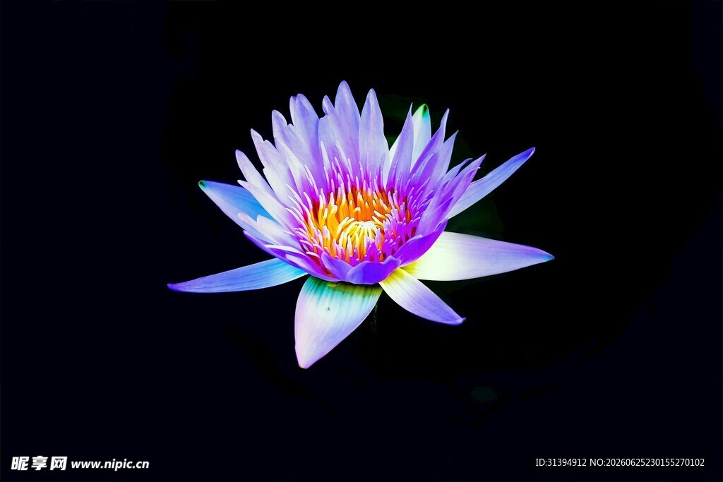 绽放的梦幻紫色睡莲