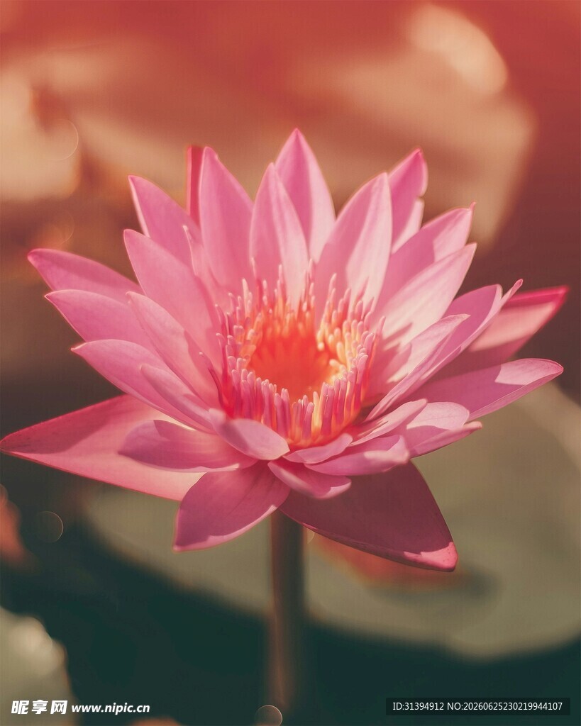 娇艳粉色荷花特写