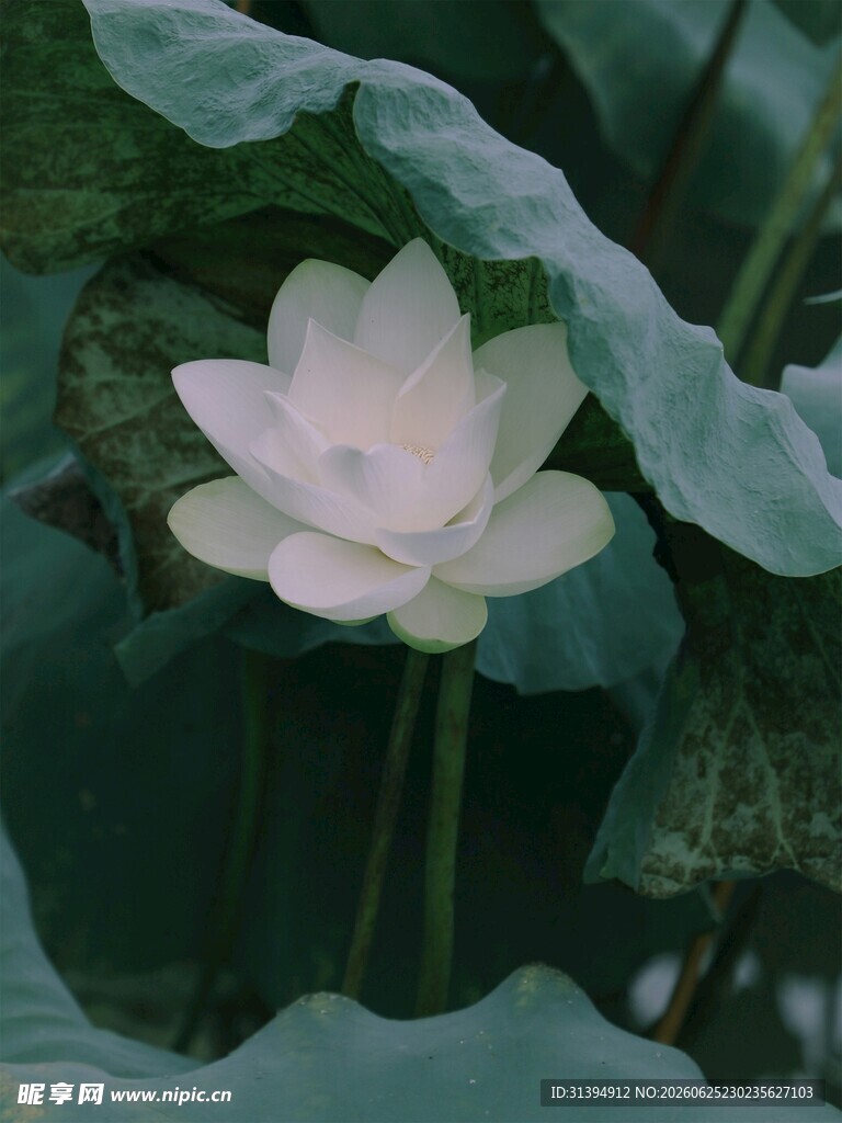 洁白荷花绽于绿叶间