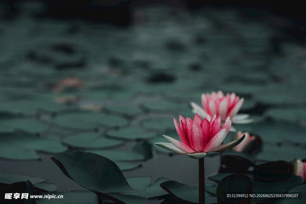 两朵绽放的粉色睡莲