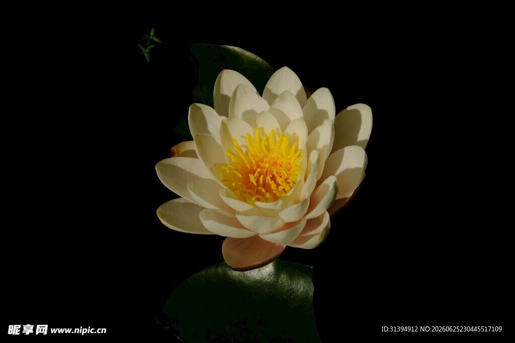 白色睡莲绽放于黑色背景