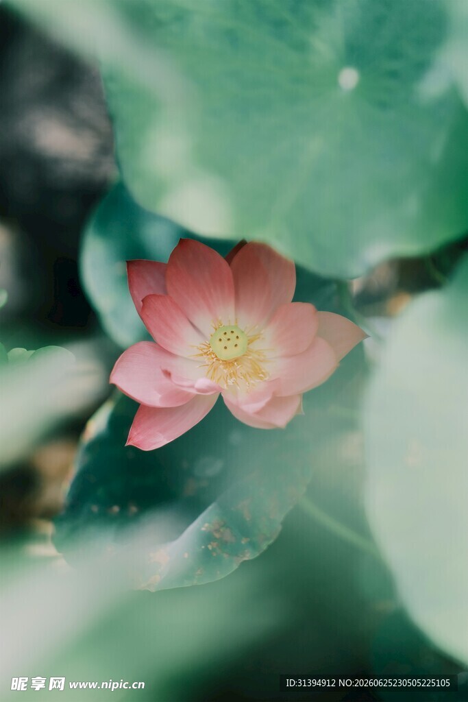娇艳粉花藏于绿叶间