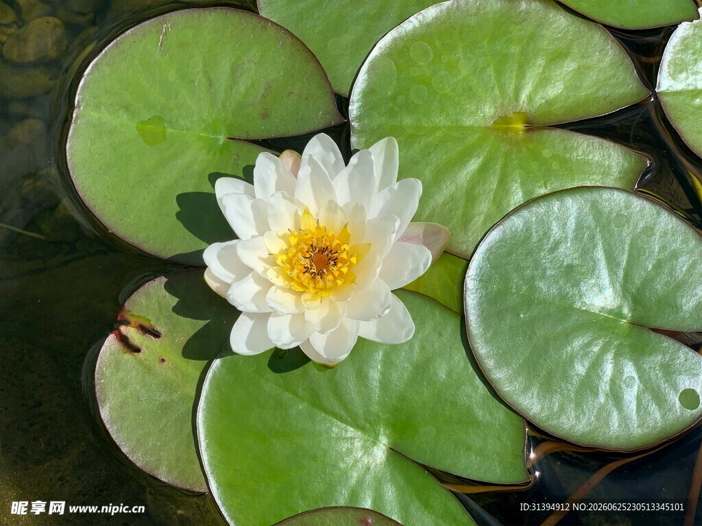 水中白睡莲与翠绿莲叶