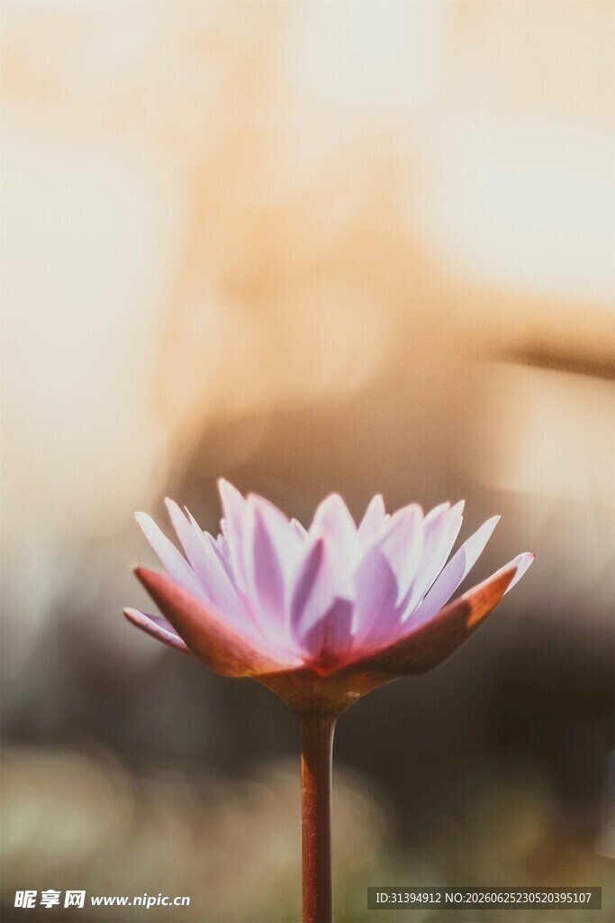 绽放的美丽睡莲