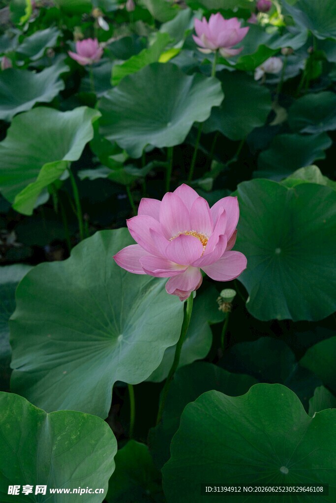 粉色荷花绽放于绿叶间
