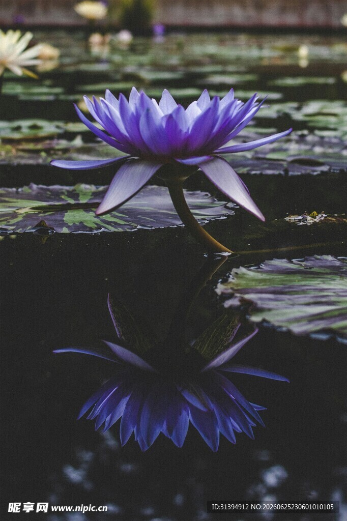 水中紫睡莲的静谧之美