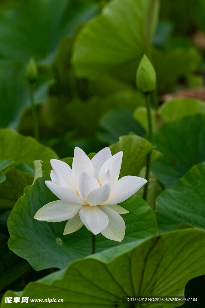 洁白荷花绽放于绿叶间