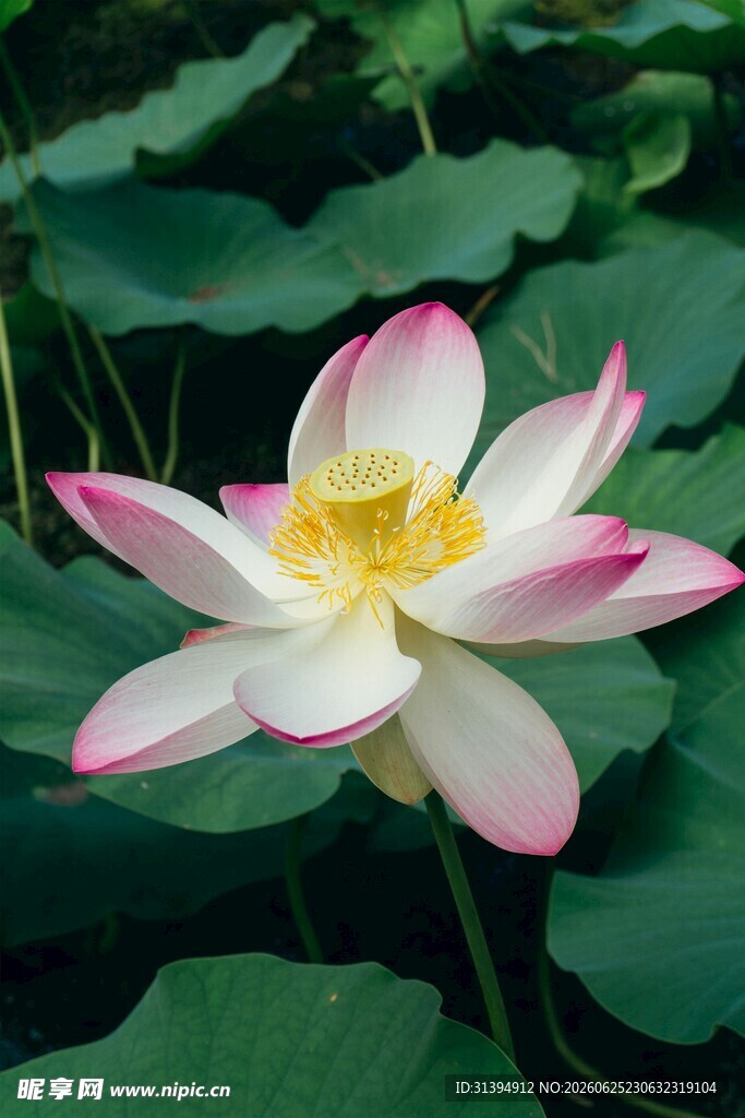 娇艳荷花绽放于绿叶间