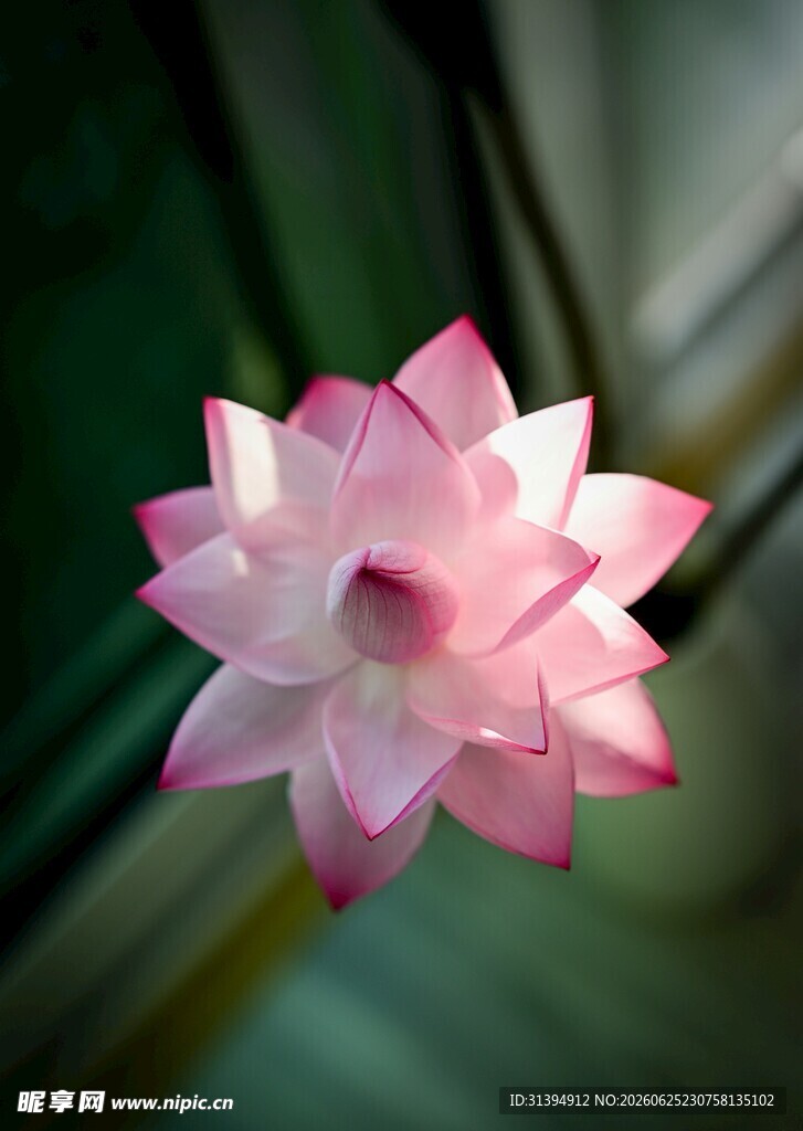娇艳绽放的粉色莲花