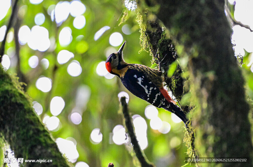 树上的啄木鸟