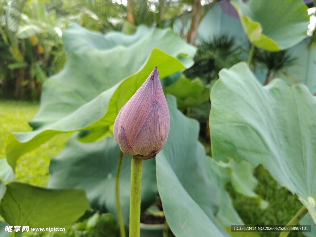 含苞待放的娇艳荷花