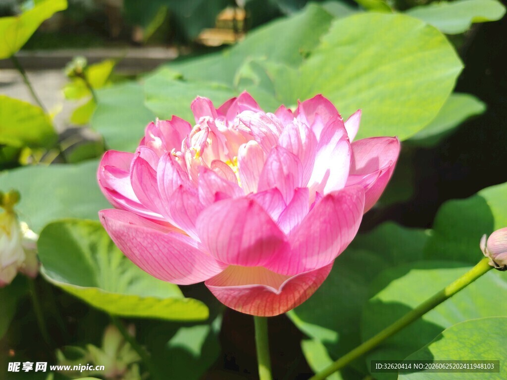 娇艳盛开的粉色荷花
