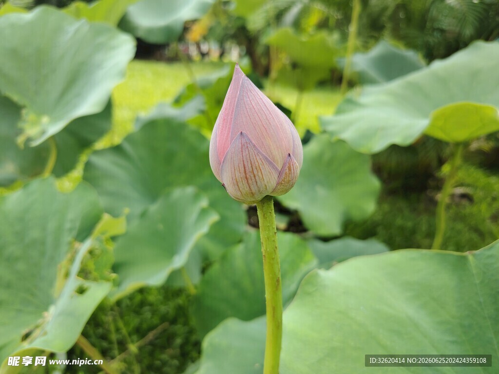含苞待放的粉嫩荷花